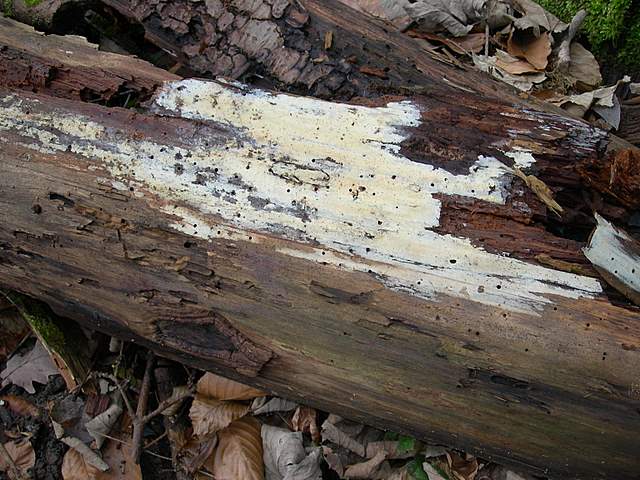 le  Specie  invernali  del  Leimental